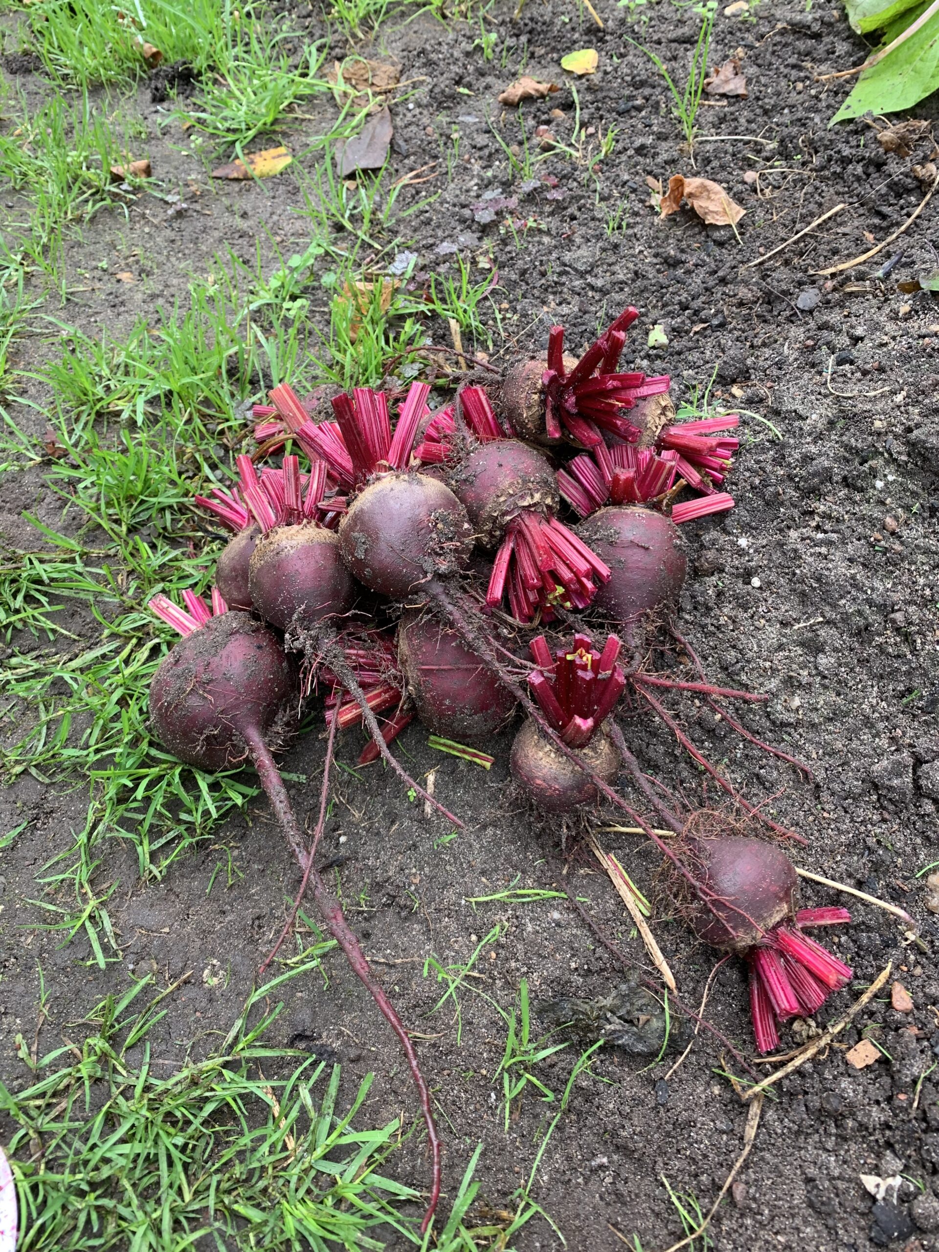 "Rote Beete" sind nicht ganz unser Ding