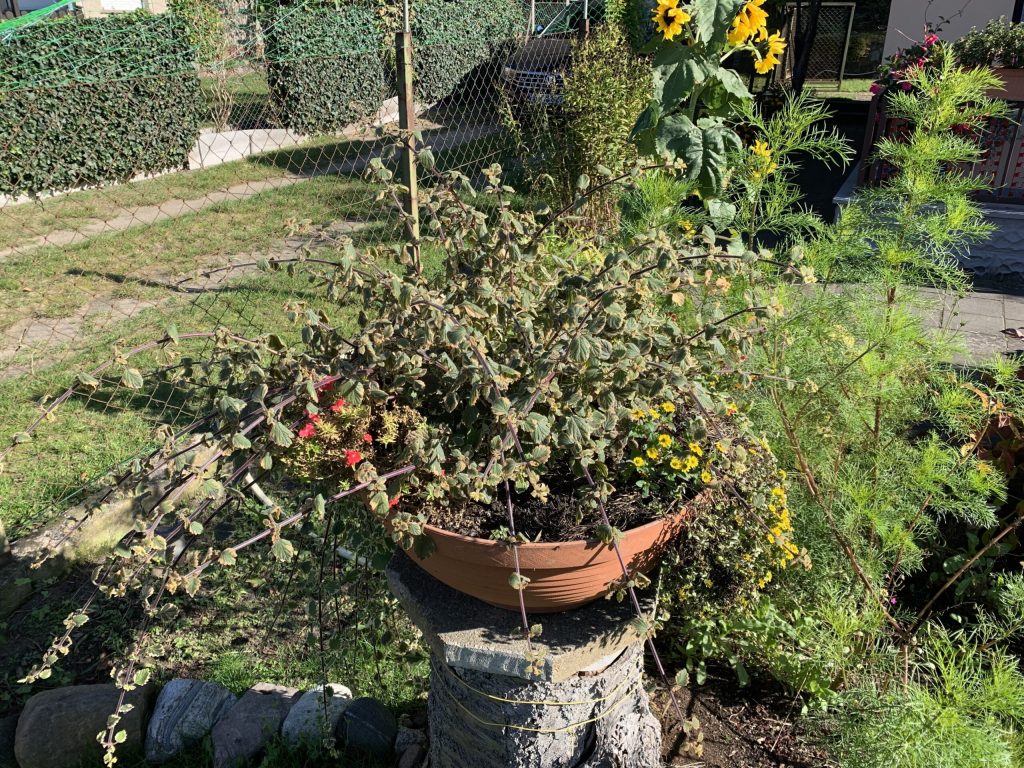 Pflanztopf auf einem alten Baumstumpf