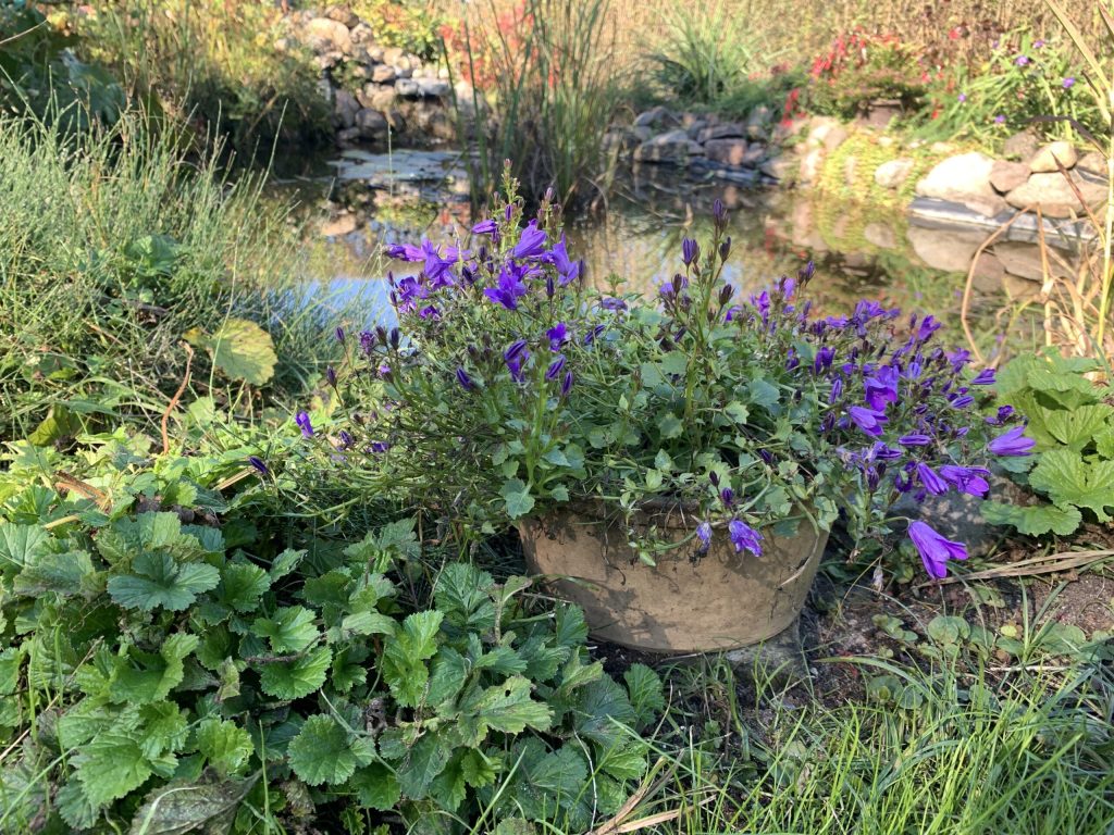 Ein vom Stein abgedeckter Schacht verschwindet unter einem kleinen Blumentopf