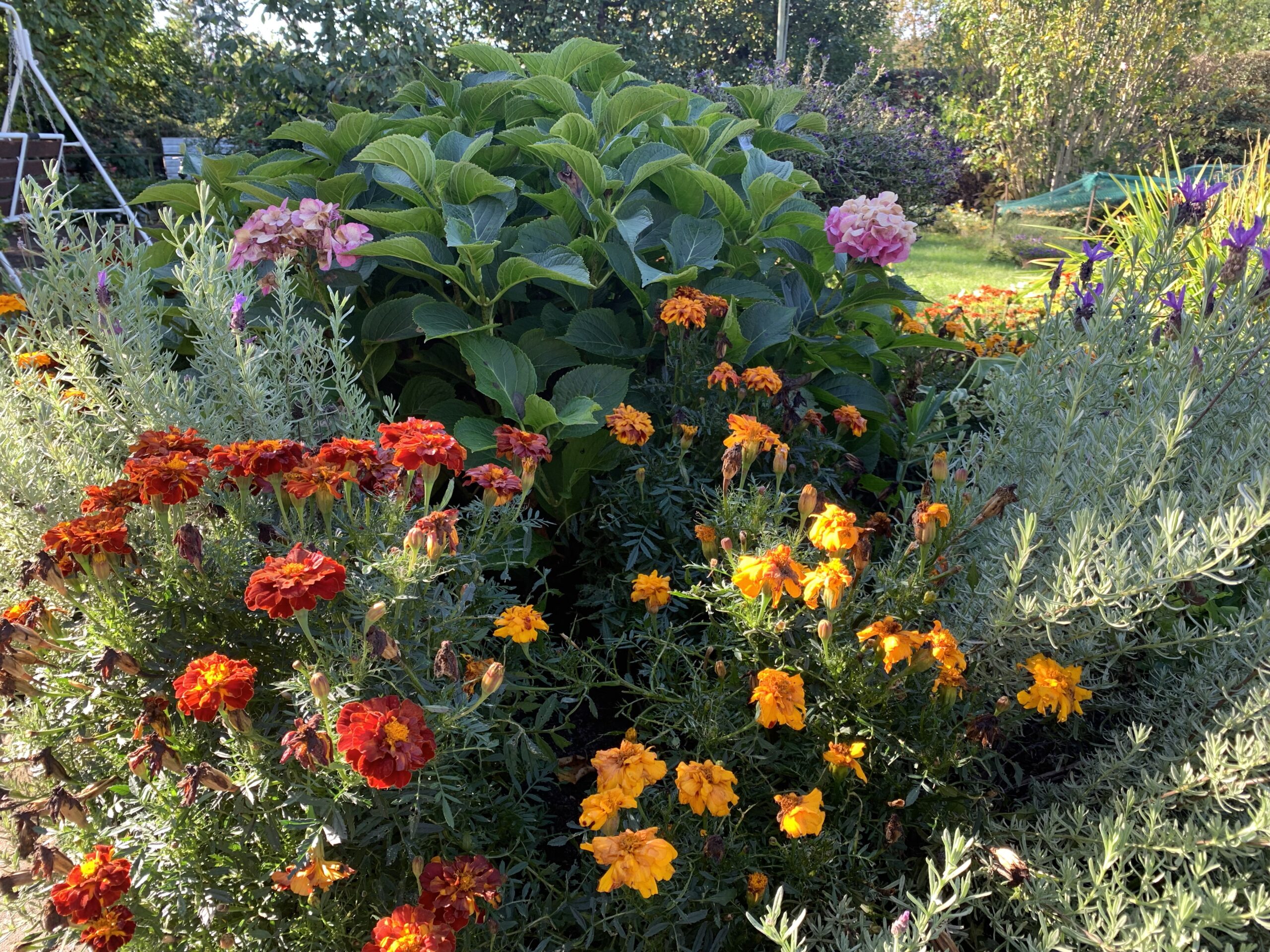 Hortensie - eingefasst von Tagets und Lavendel