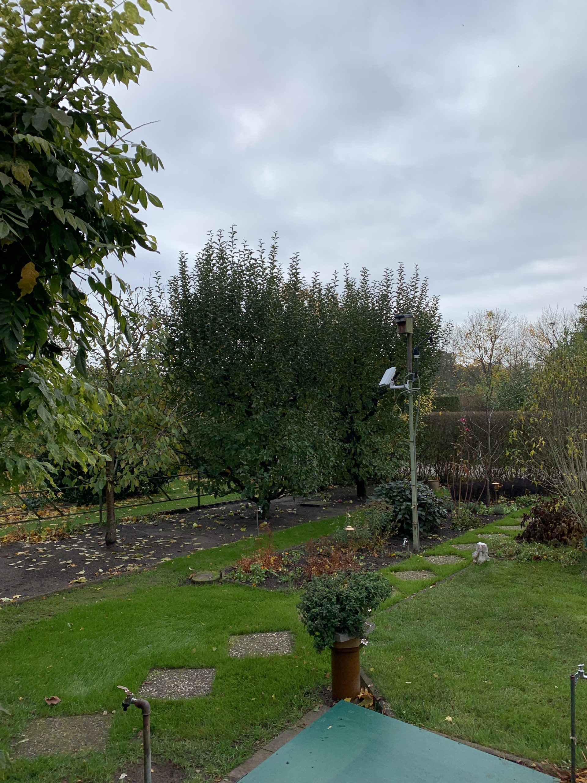 Wassertriebe am Apfelbaum