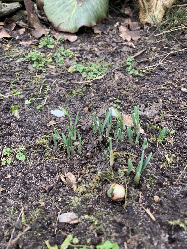 Schneeglöckchen am Gartenteich
