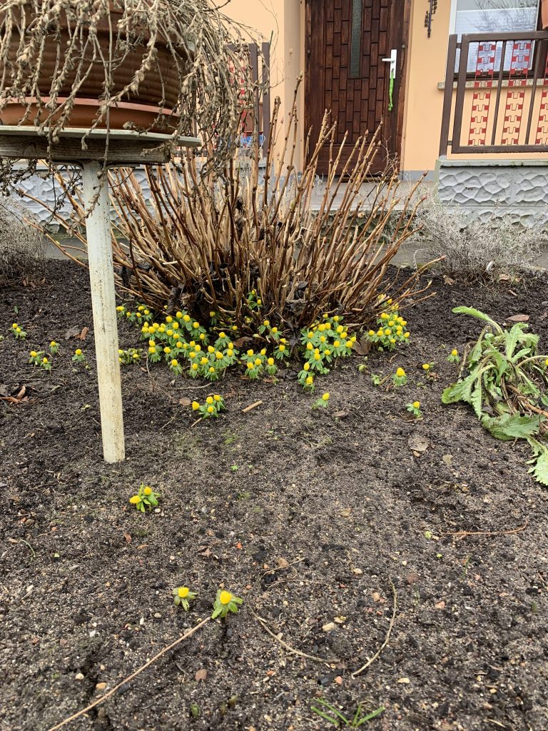 Winterlinge an der Hortensie