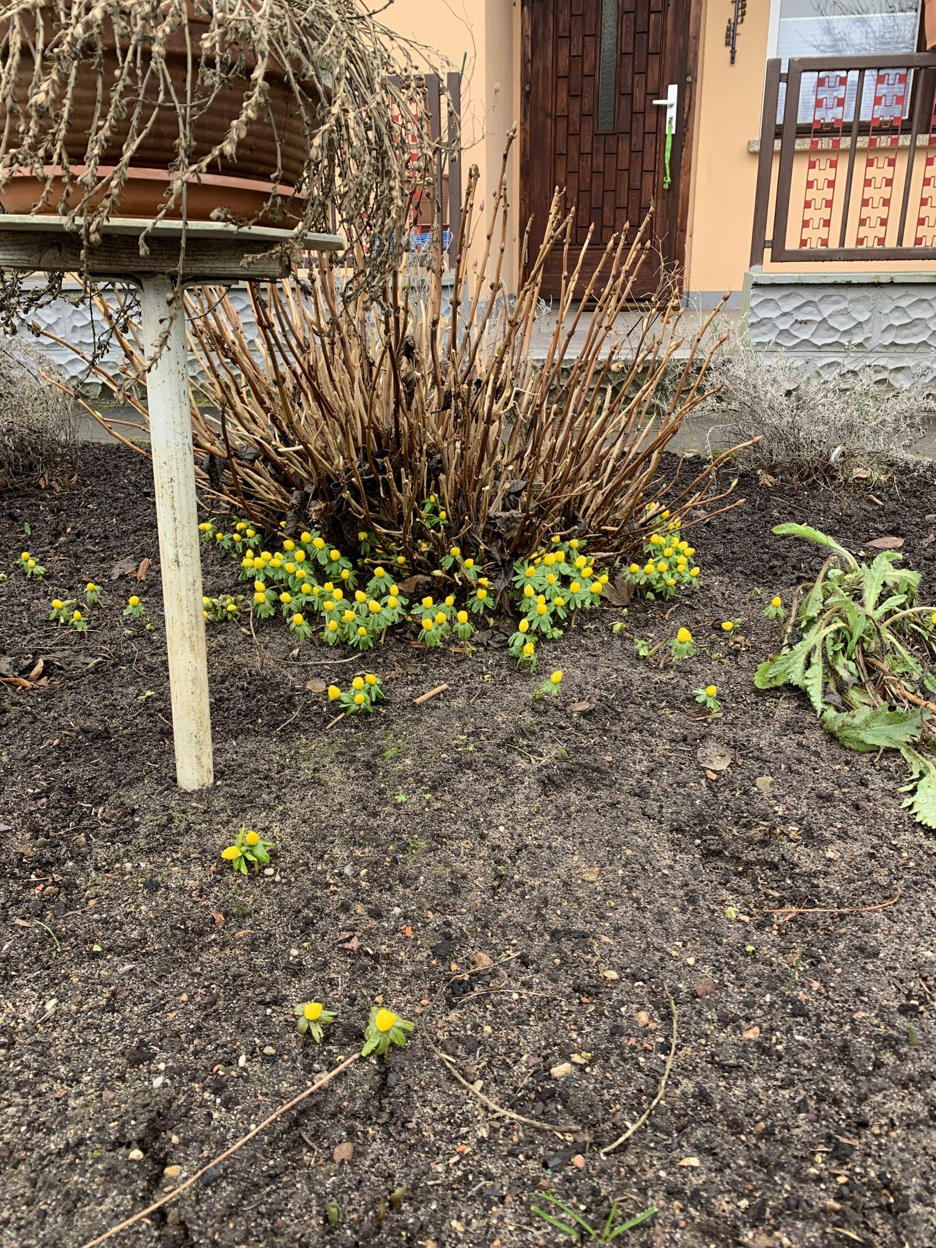 Winterlinge an der Hortensie