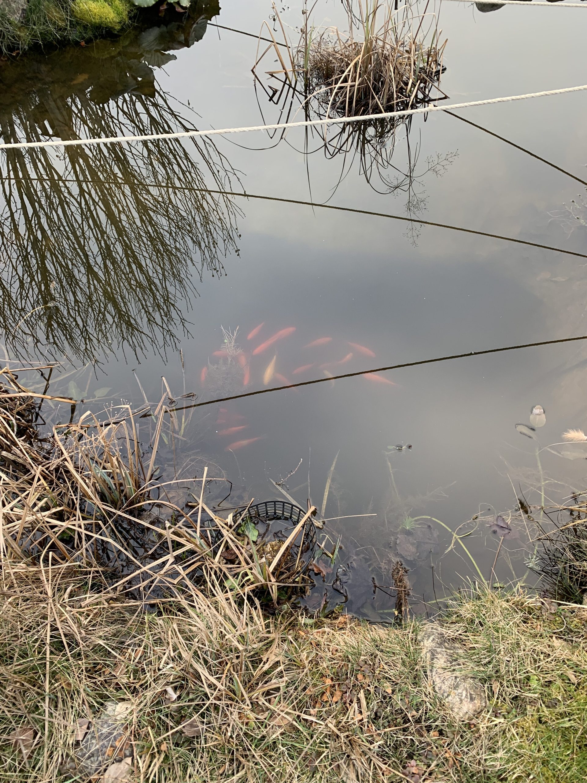 Zahlreich versammelt, knapp unterhalb der Wasseroberfläche