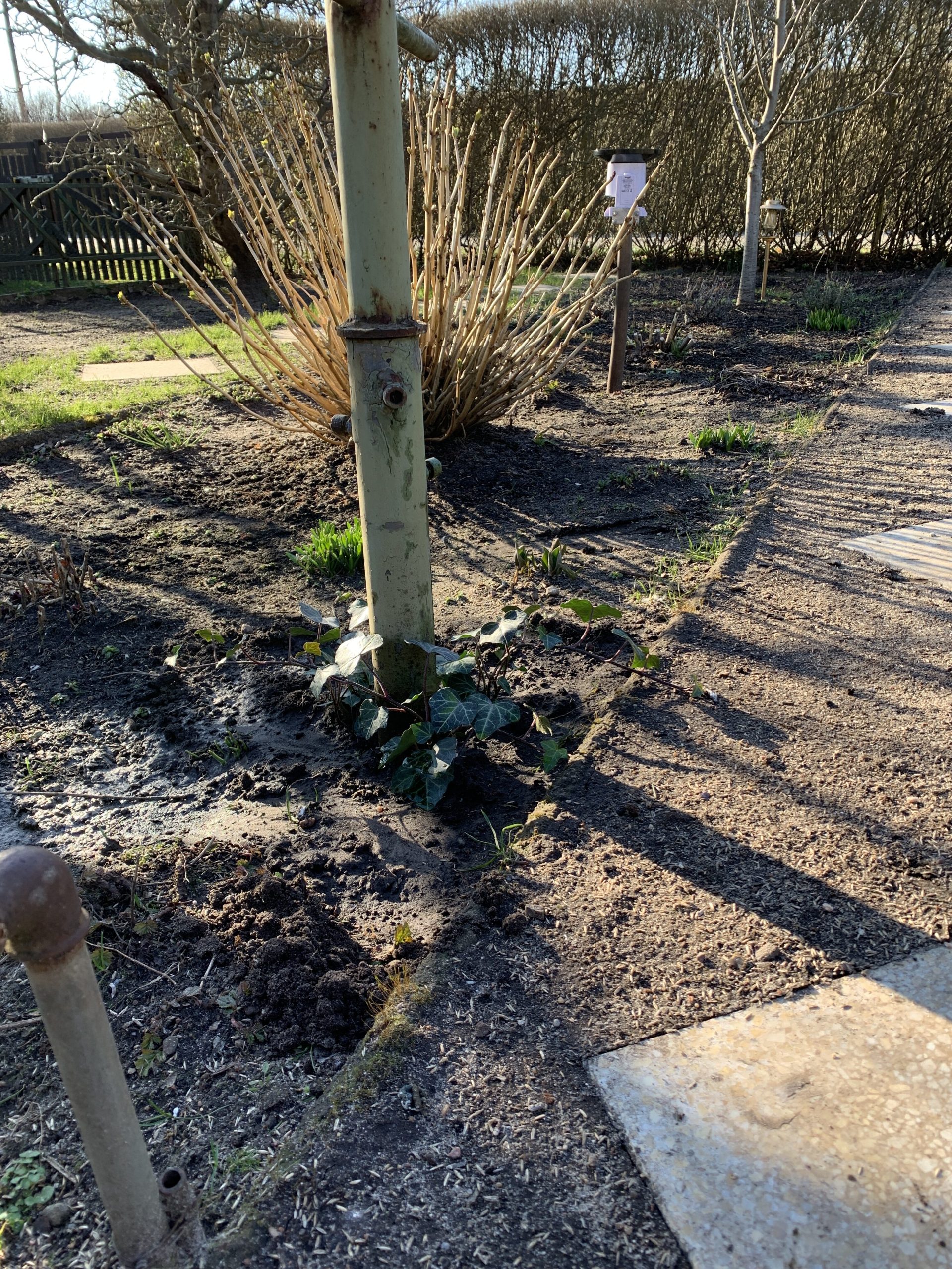 Efeu am Fuße des Vogelhäuschen-Mastes