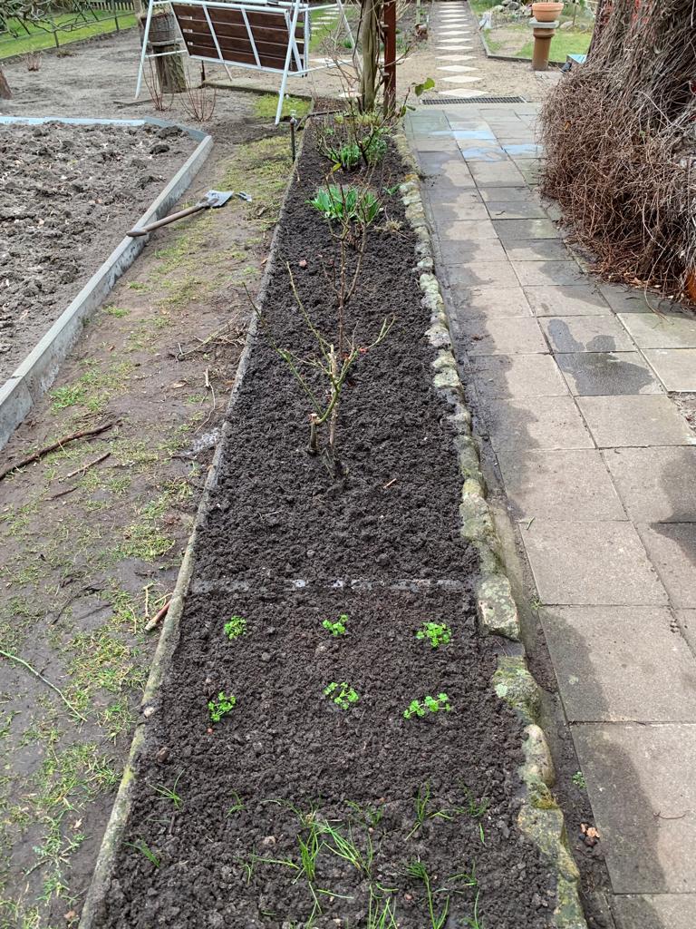 Alle Rosen stehen nun exakt in einer Reihe (auf dem Bild leider nicht so gut zu erkennen)