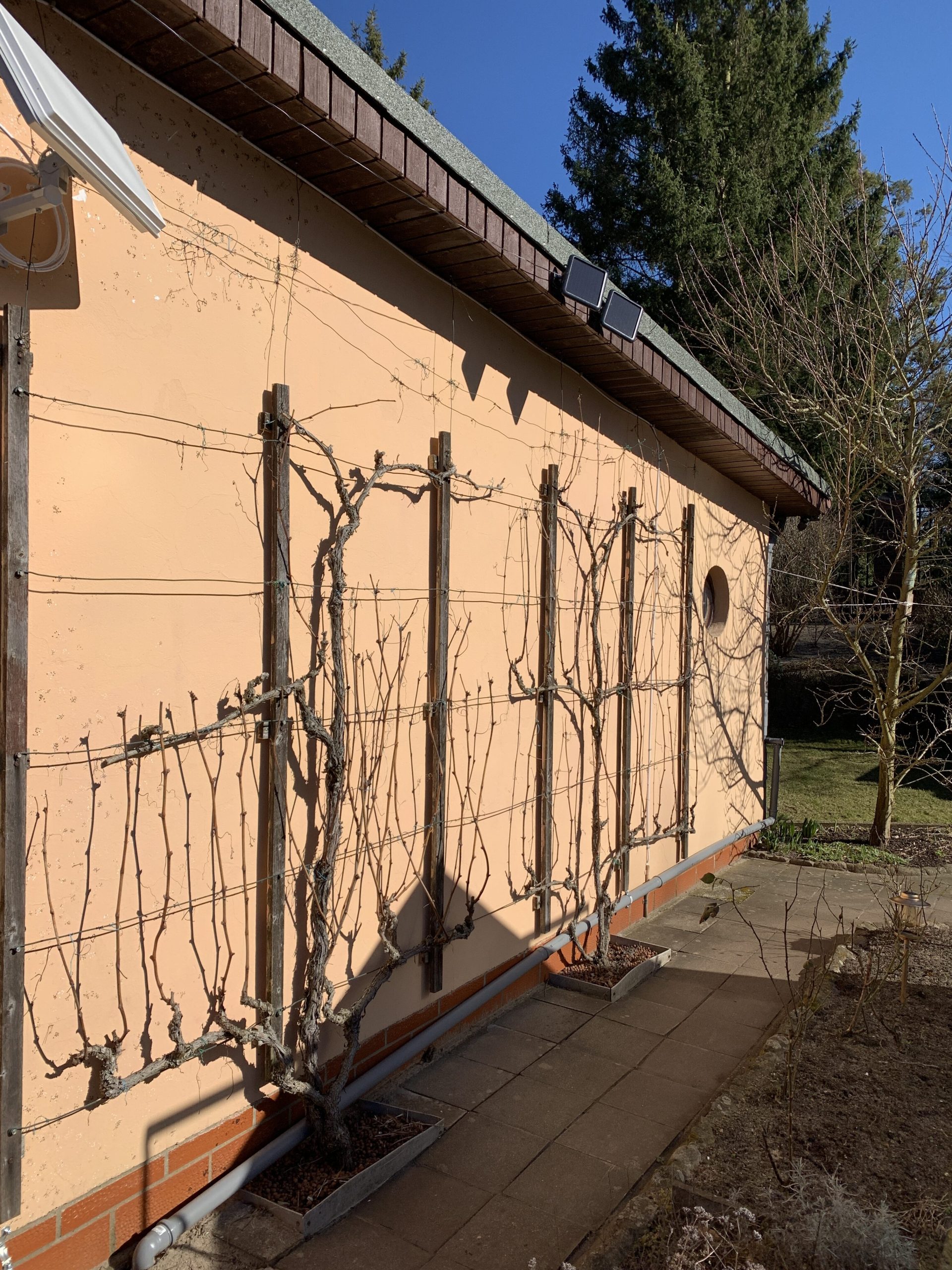 Unsere Weinwand vor dem Schnitt