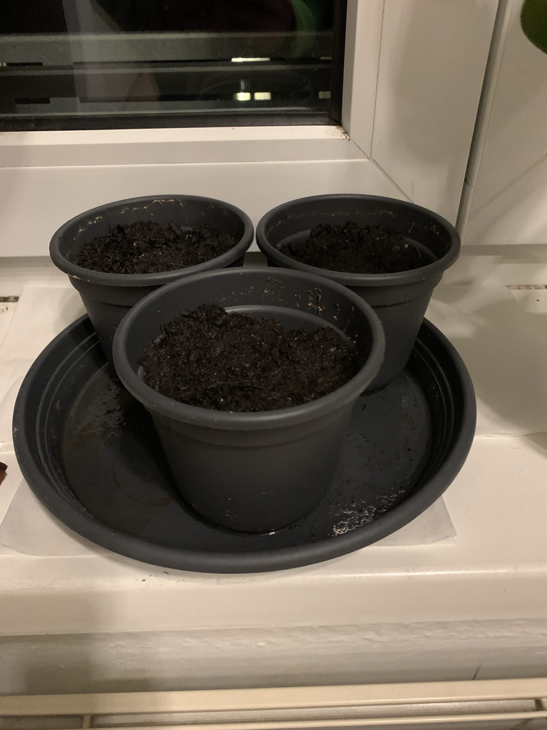 Saat-Töpfe am Fenster