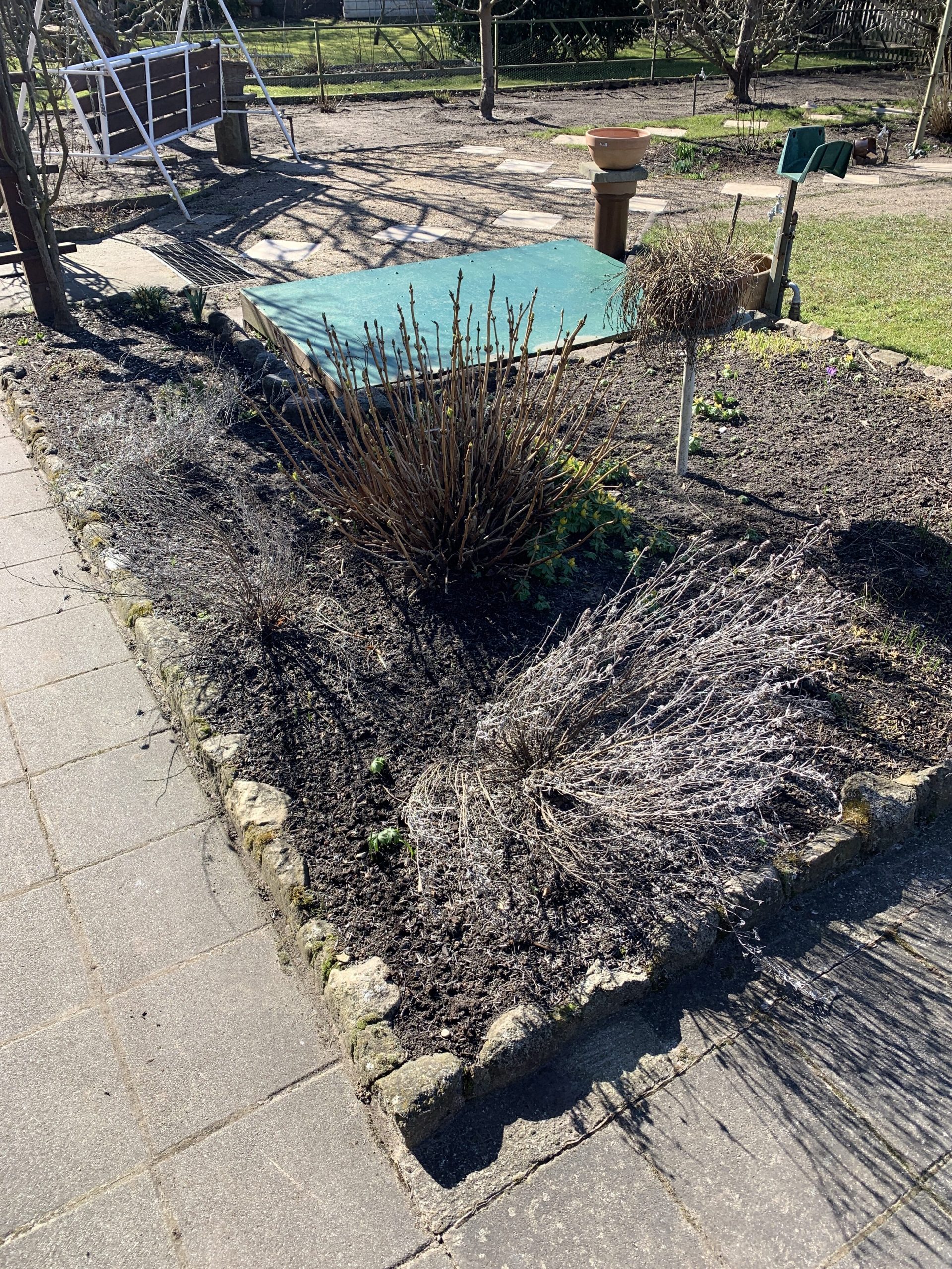 Der Lavendel hat den Winter nicht überlebt