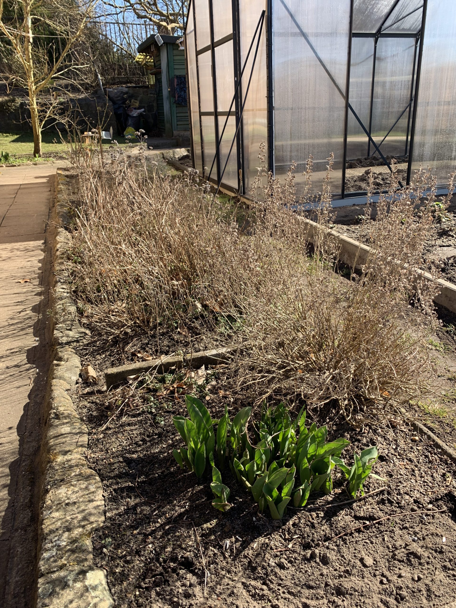 Altes Kräuterbeet vor dem Frühjahrsputz