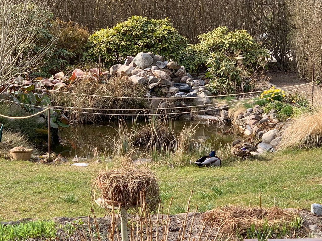 Überraschung im Garten