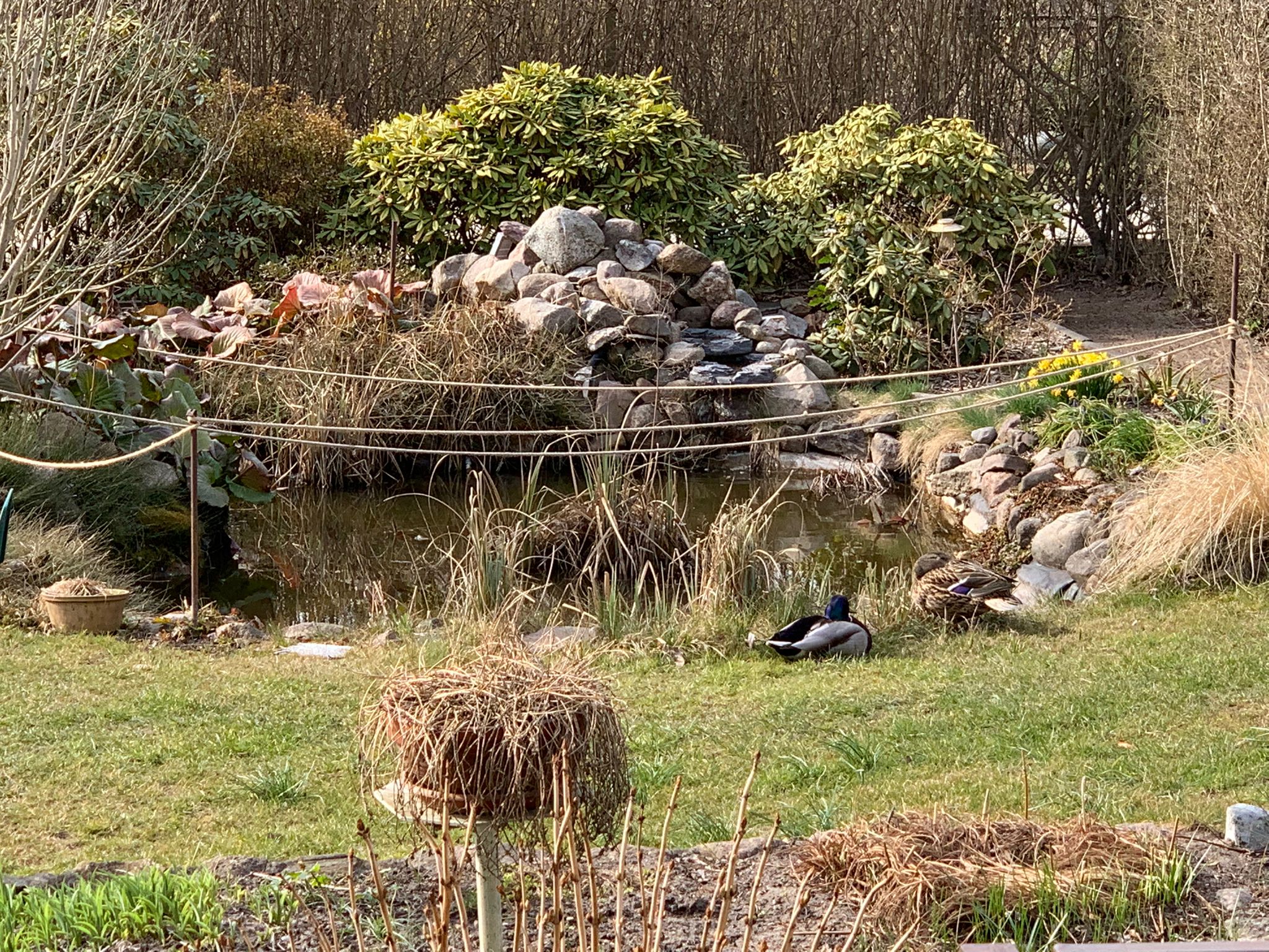 Überraschung im Garten