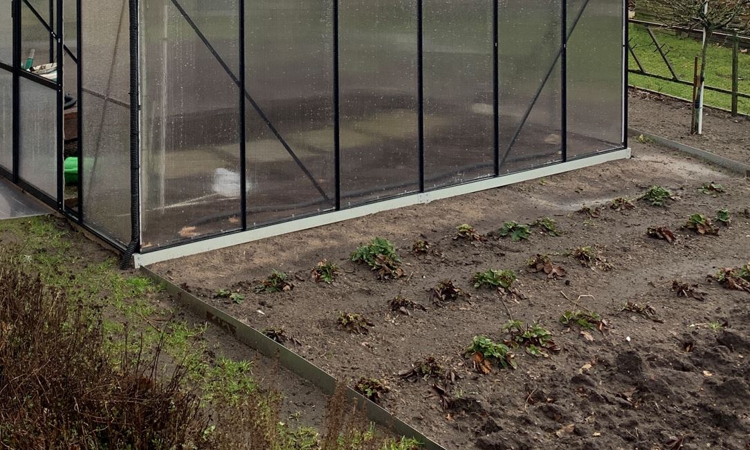 Erdbeerbeet mit Altpflanzen