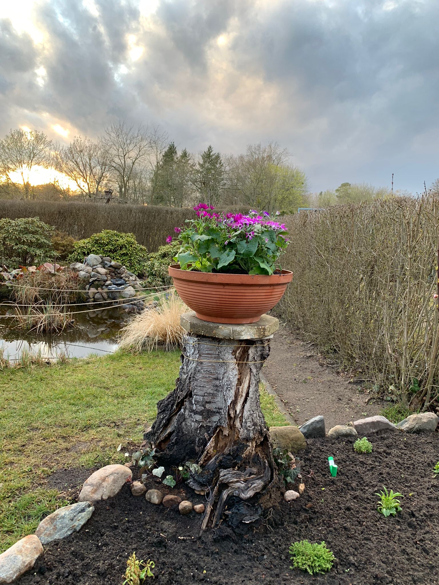 Frisch bepflanzter Blumentopf auf einem alten Baumstumpf