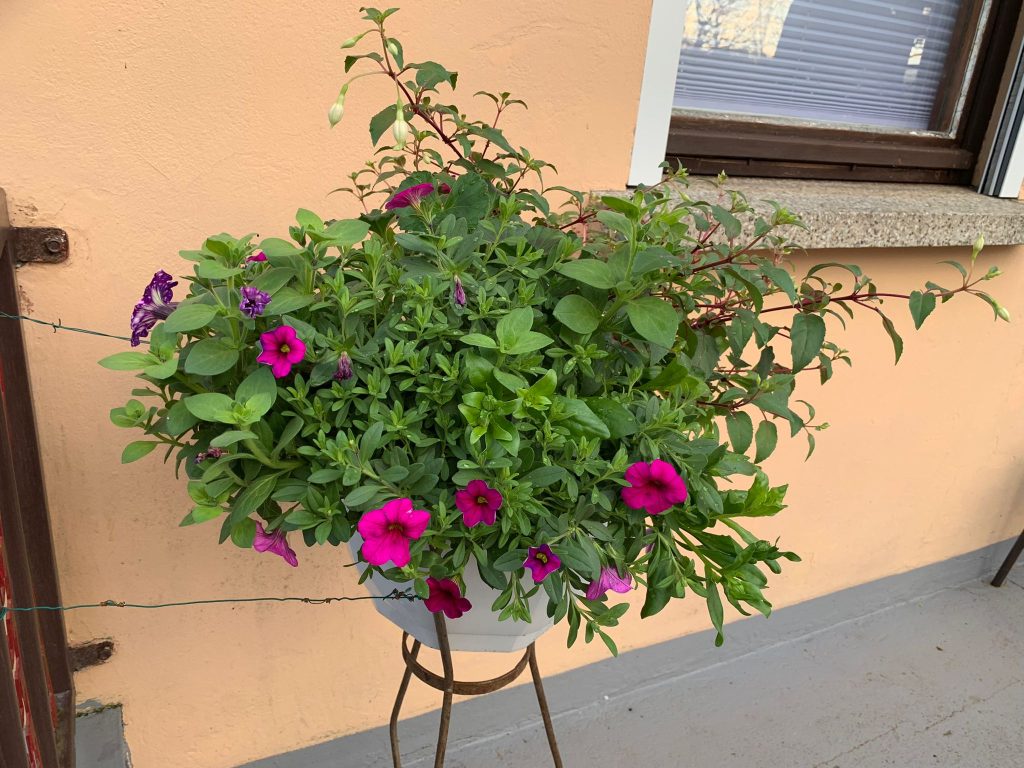 Gemischter Blumentopf, bestehend aus Petunie, Geranie und ???