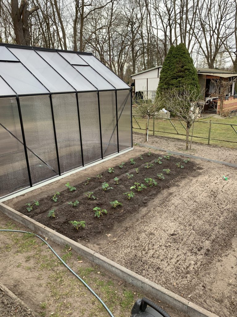 Mit Jungpflanzen bestücktes Erdbeerbeet