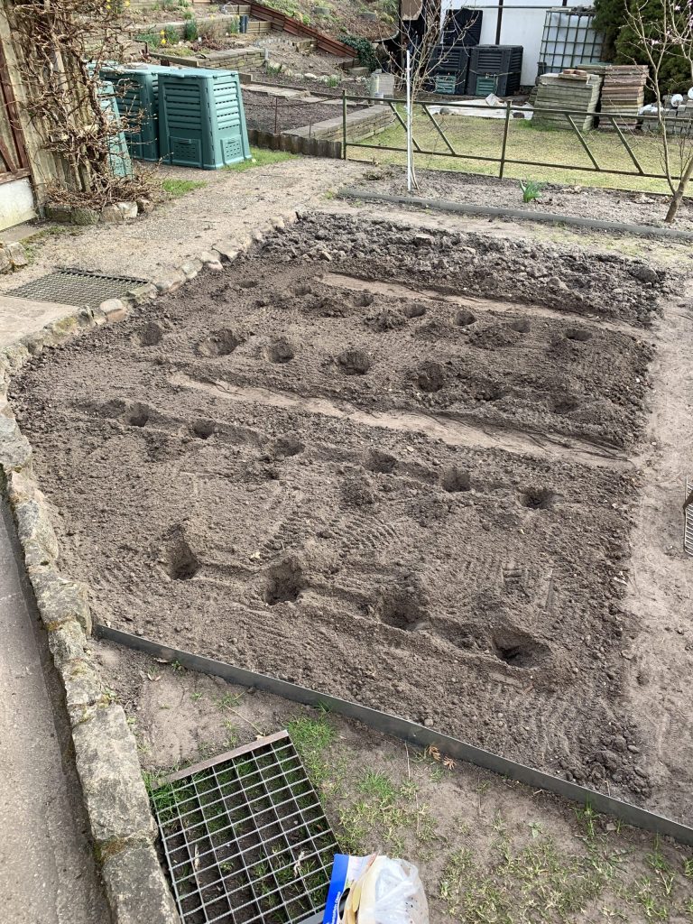 Pflanzlöcher im Kartoffelbeet