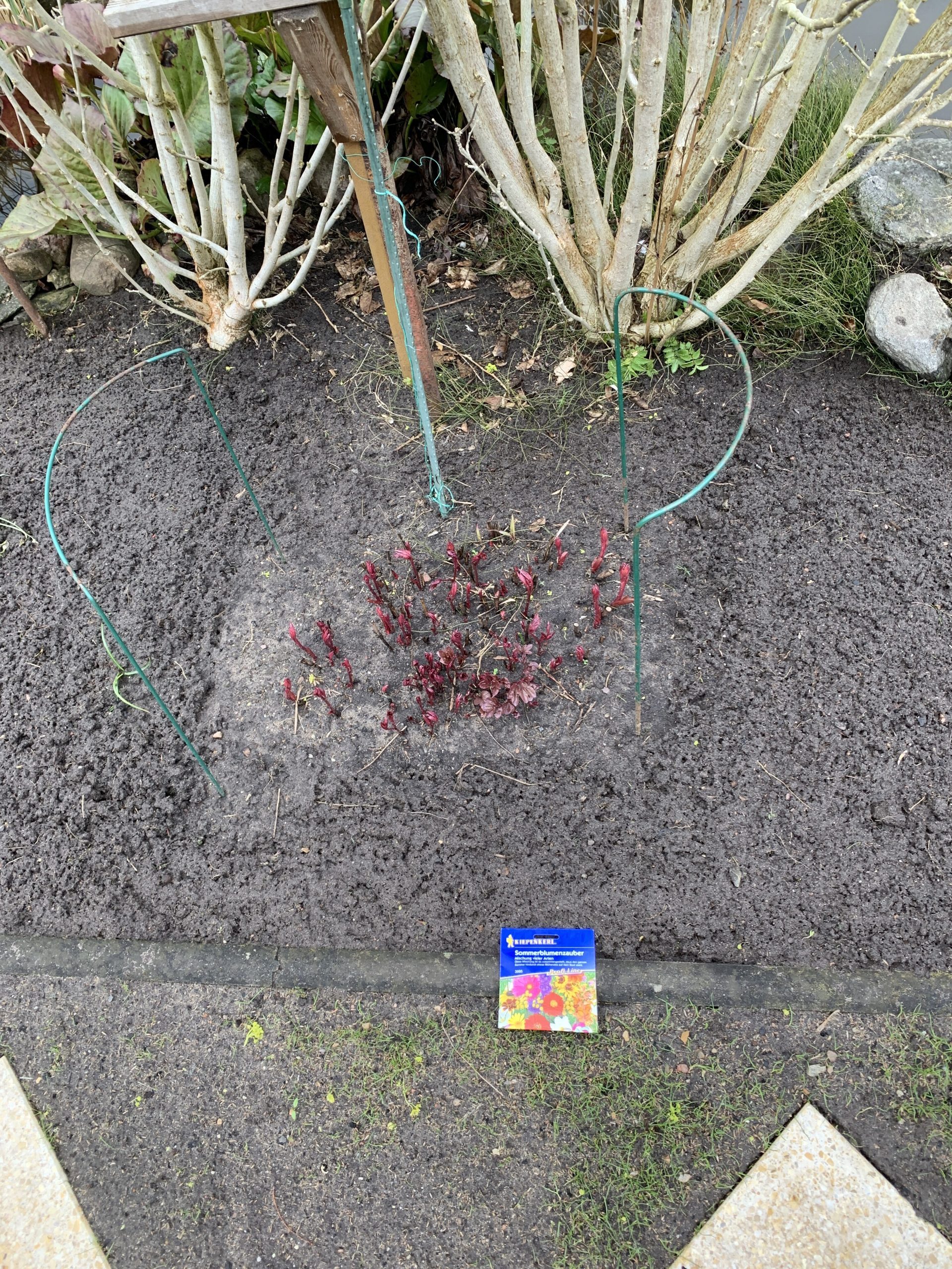 Aussaat von "Einjährigen" links und rechts der Pfingstrose