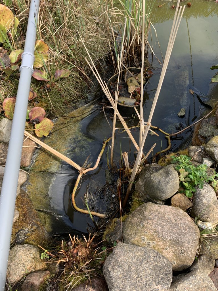 Fast leer gelaufene Bucht mit Schilf