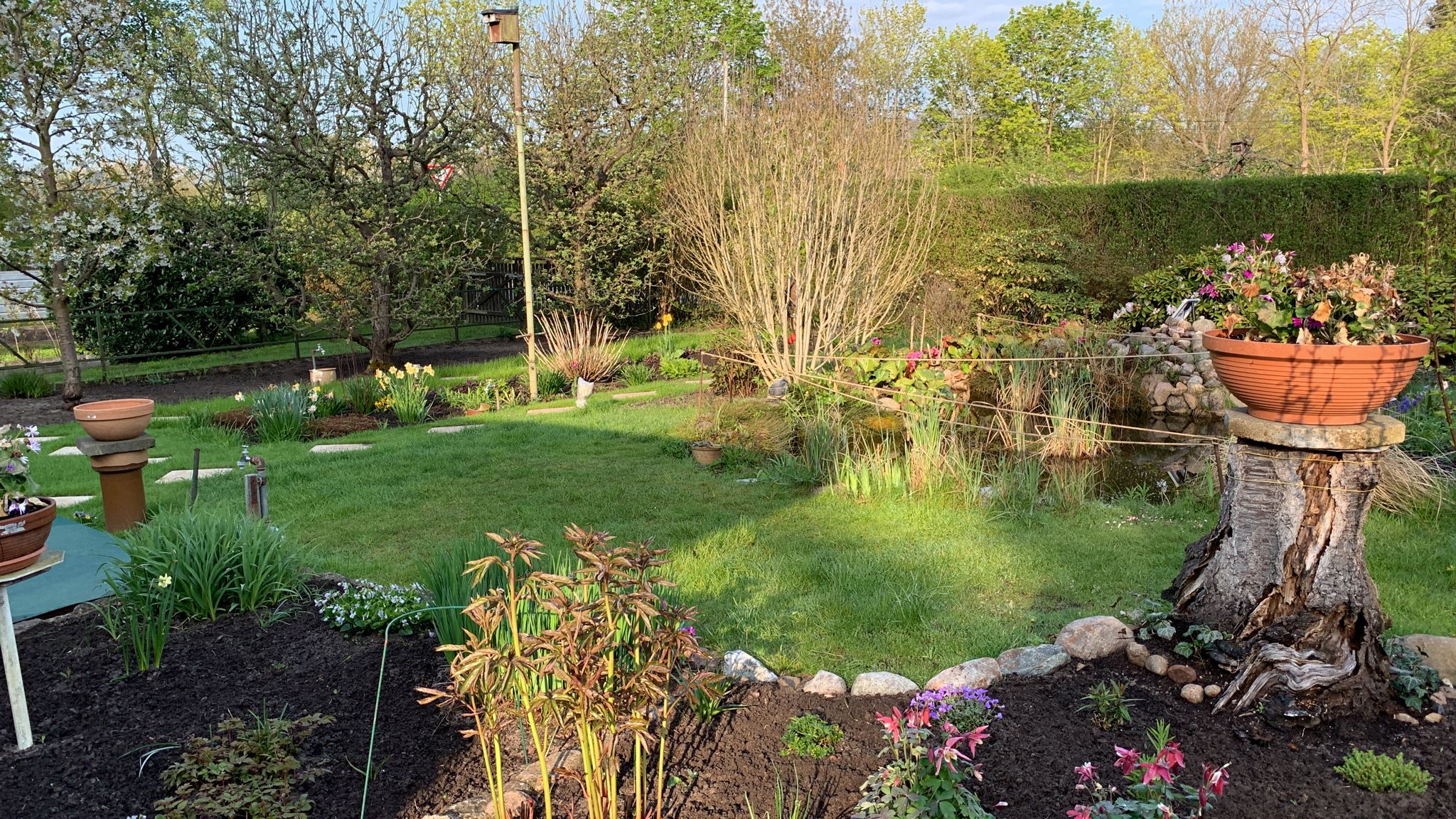 Überall im Garten "grünt" und blüht es