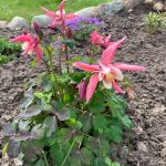 Akelei im neu angelegten Staudenbeet