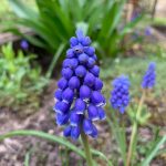 Blaue Traubenhyazinthe