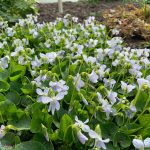 Auch wenn wir nicht wissen was das ist...schön anzusehen ist es trotzdem