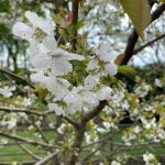 Süßkirsche in Vollblüte