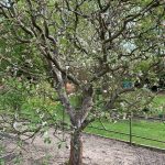 Noch blüht er nicht ganz, der Apfelbaum. Die Hummeln sind aber trotzdem schon fleißig