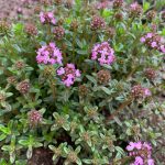 Im Kräuterbeet blüht das Winterbohnenkraut