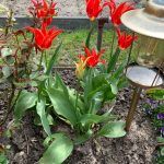 Tulpe mit extravaganter Blüte - wunderschön.