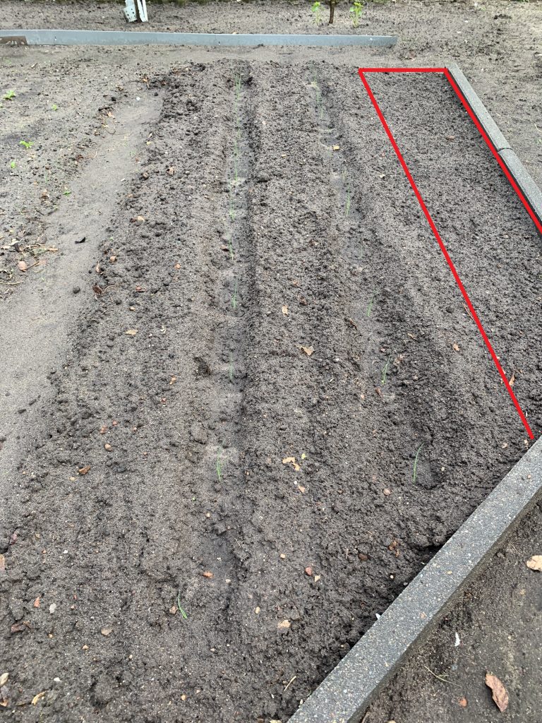 Rot eingefärbt ist die Fläche, auf der der Brokkoli (hoffentlich) wächst