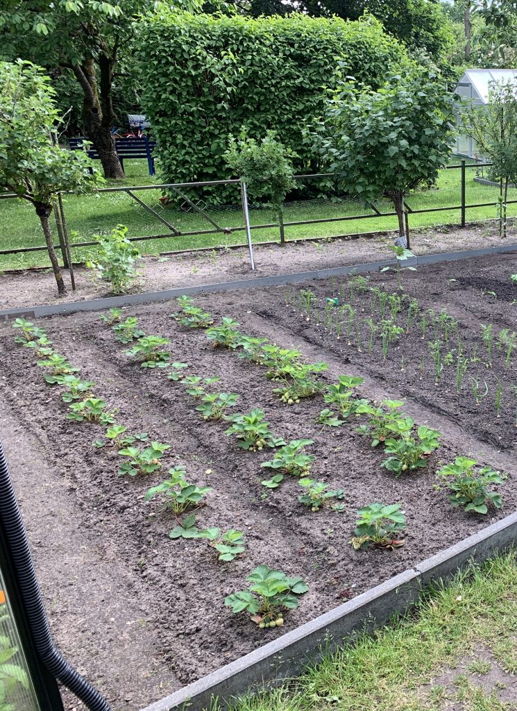 Erdbeerbeet - viele Früchte stehen kurz vor der Reife