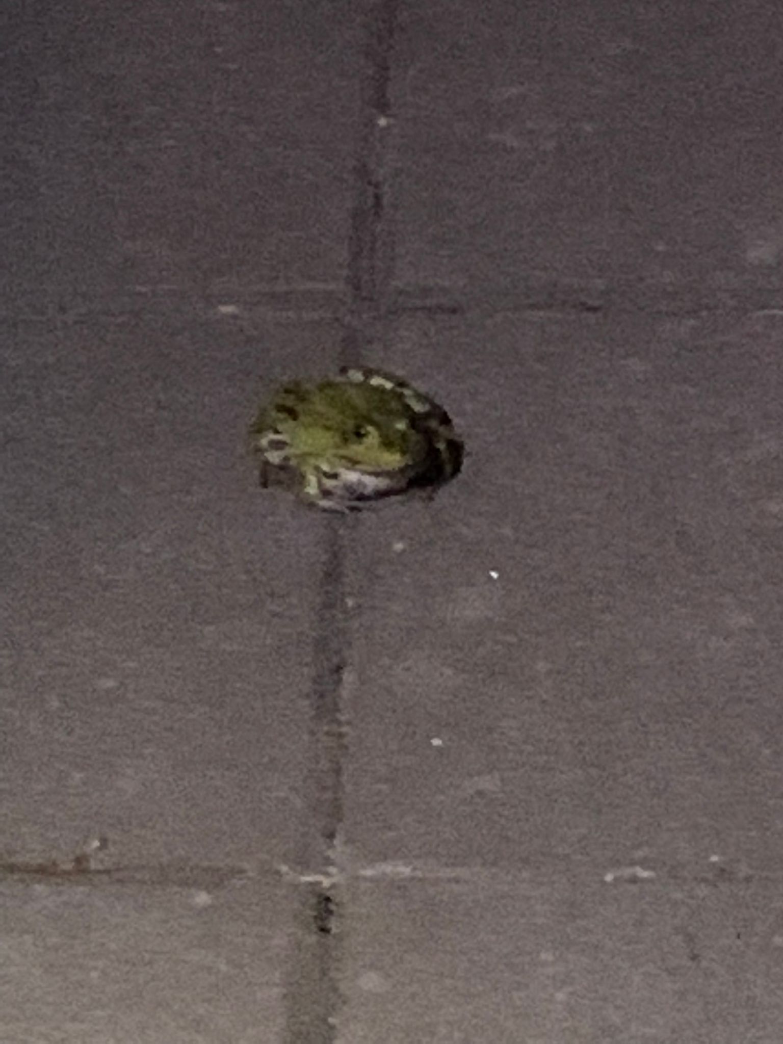 Frosch auf dem Gehweg