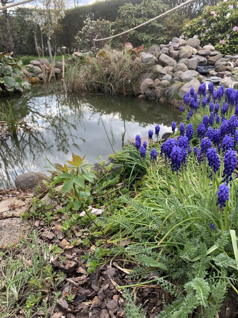 Traubenhyazinthen im Uferbereich des Teiches