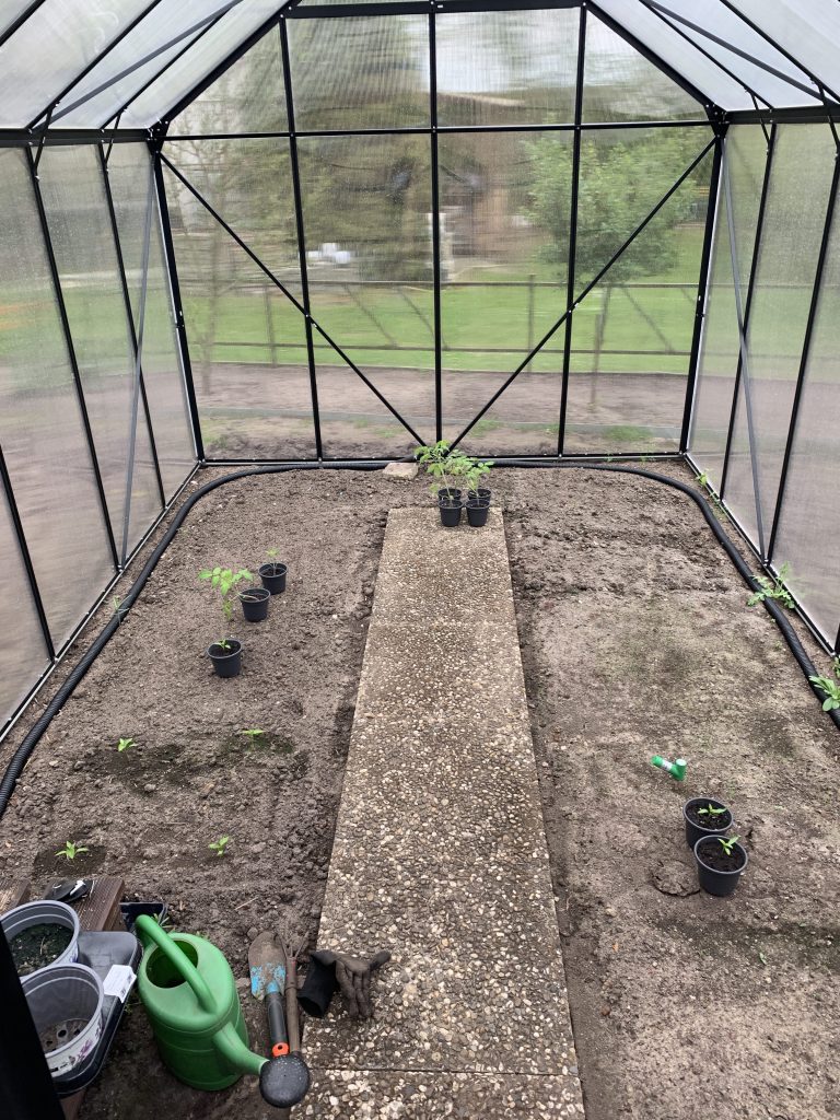 Bepflanzung des Gewächshauses Anfang Mai