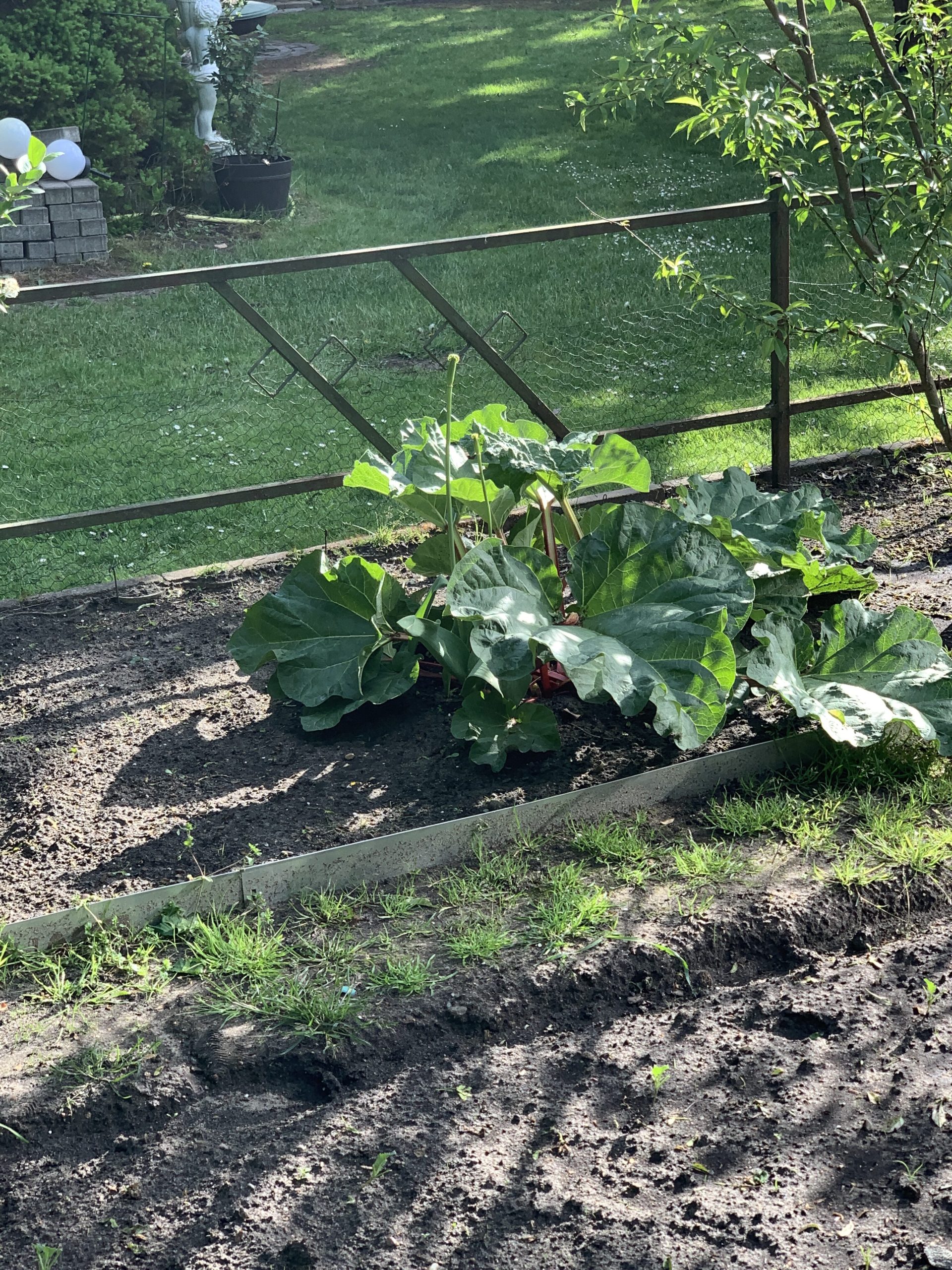 "Spieglein Spieglein an der Wand...wer hat die größten Blätter im Gartenland?"