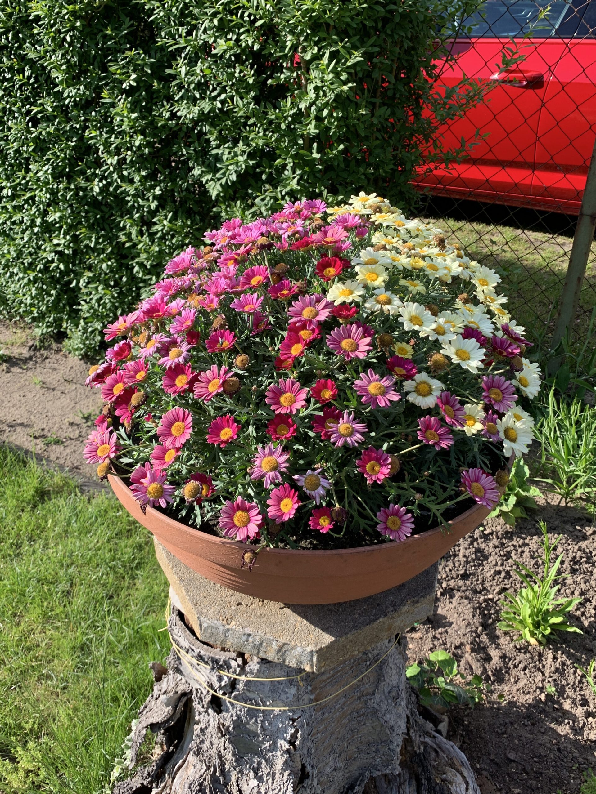 Bunte Mageritenmischung