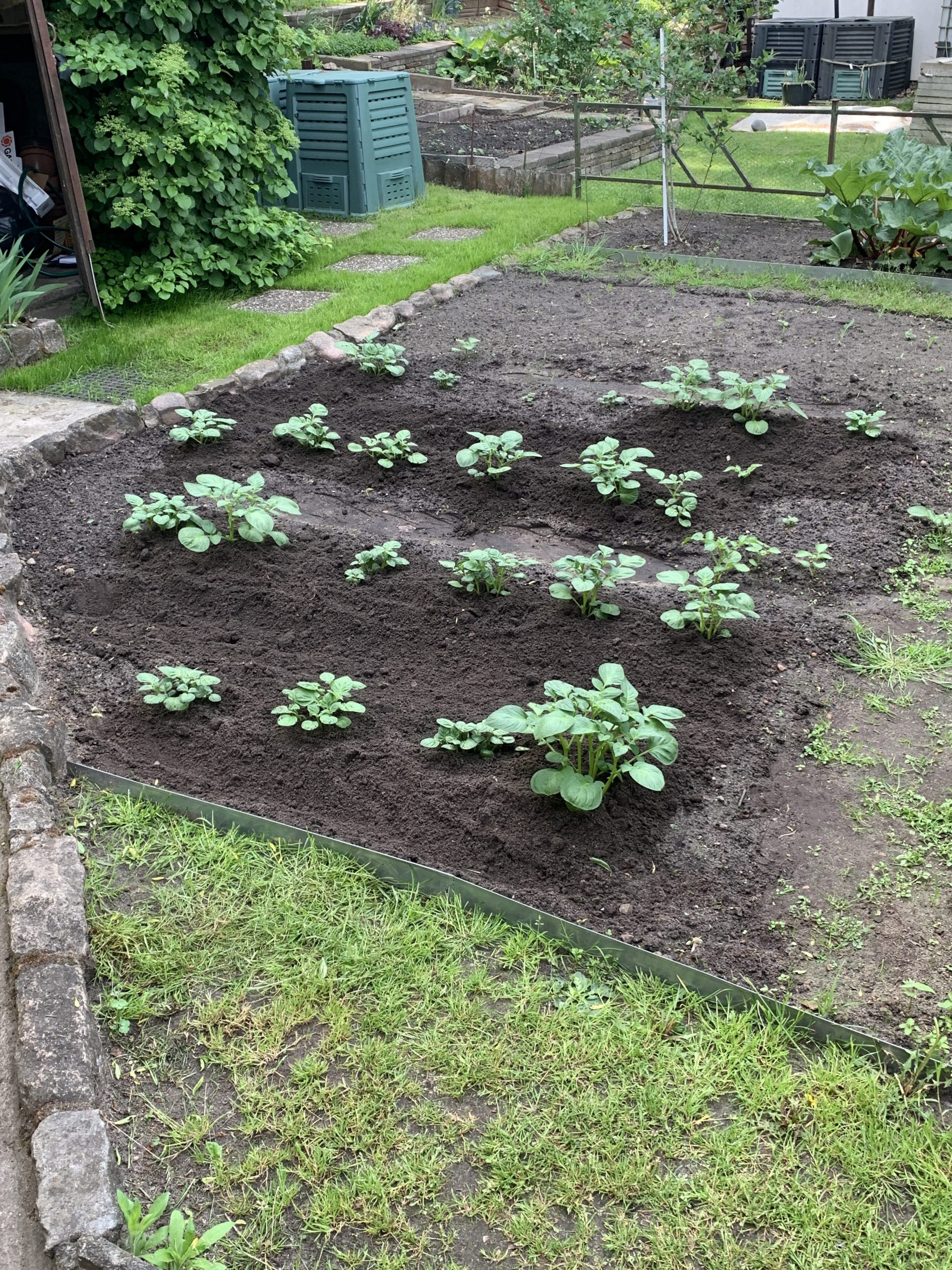 Vom Unkraut befreites Beet mit angehäufelten Kartoffelpflanzen