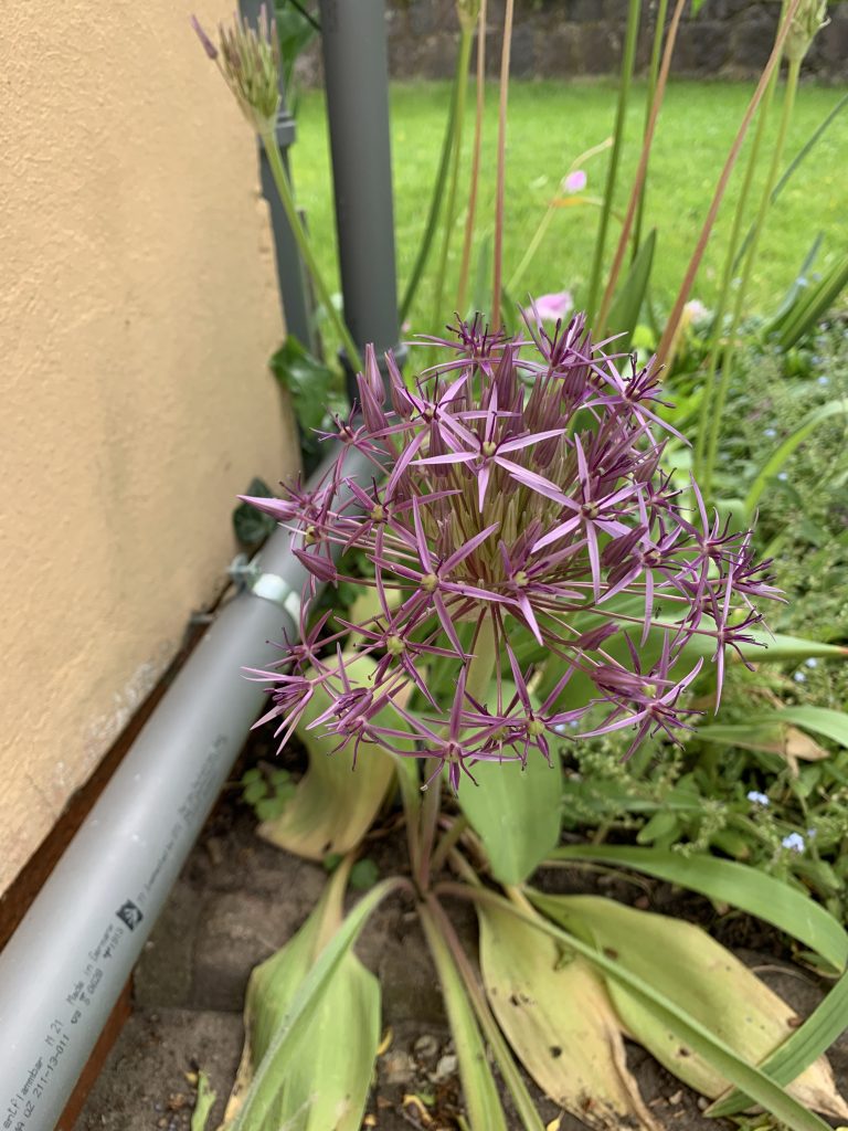 Schätze in den entlegensten Winkeln des Gartens