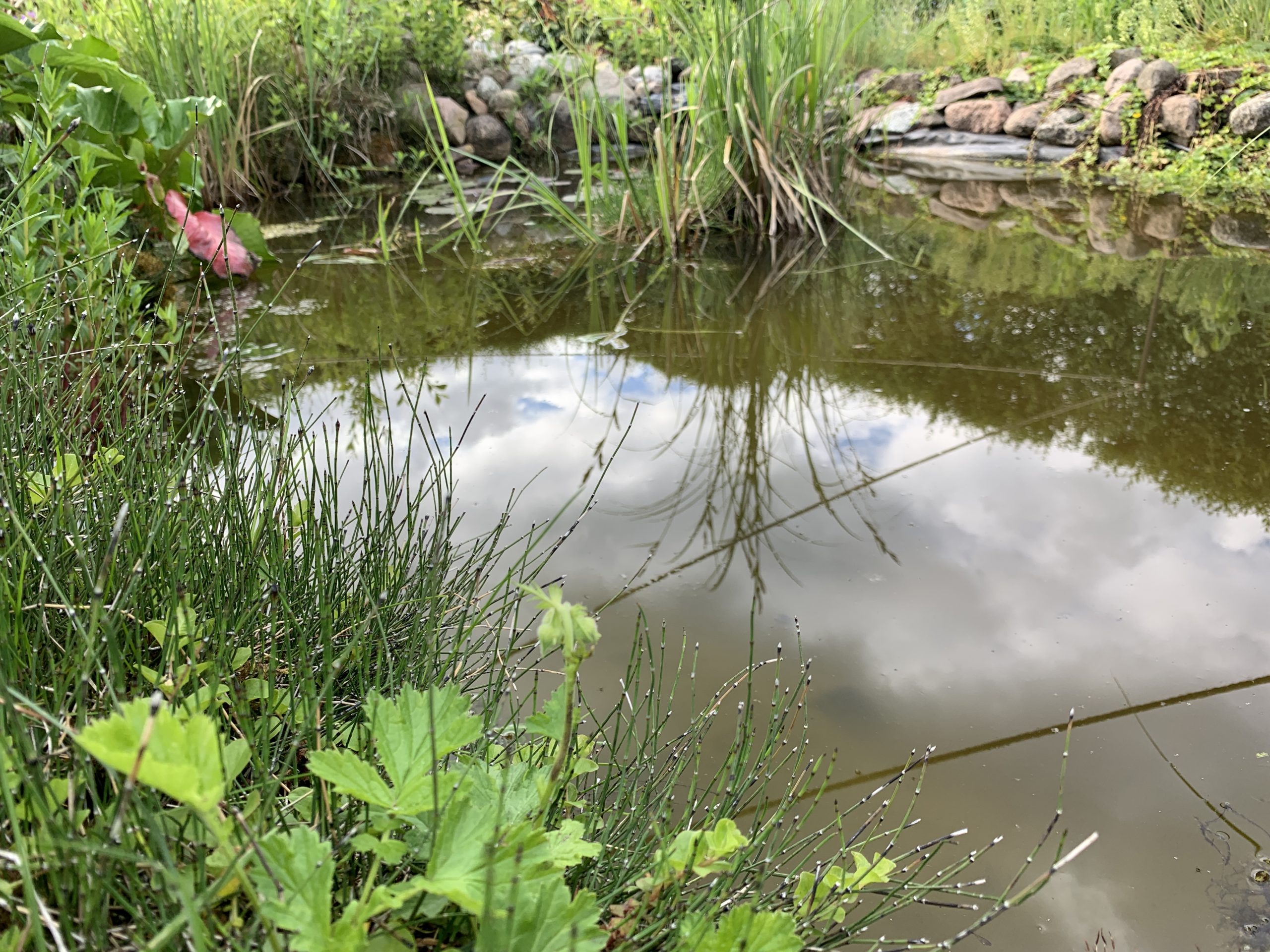 Üppiges Grün am Naturteich - im Hintergrund ist, aufgrund des niedrigen Wasserstands, die Teichfolie sichtbar
