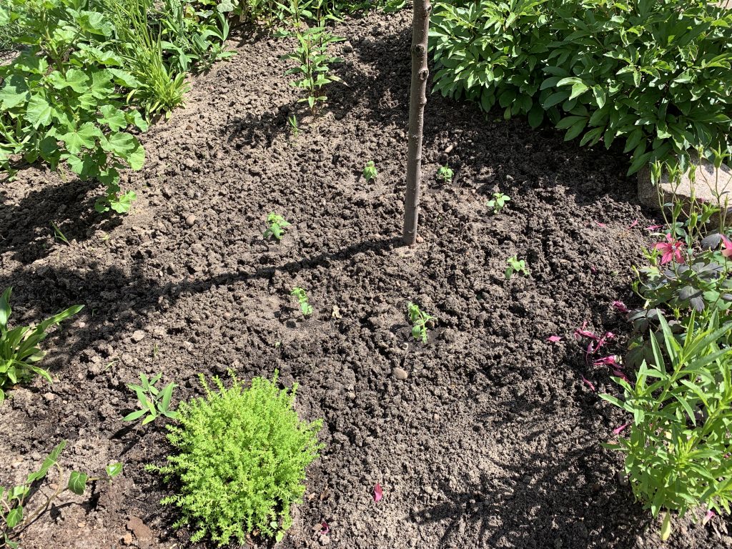 Löwenmäulchen-Ring am Mandelbäumchen