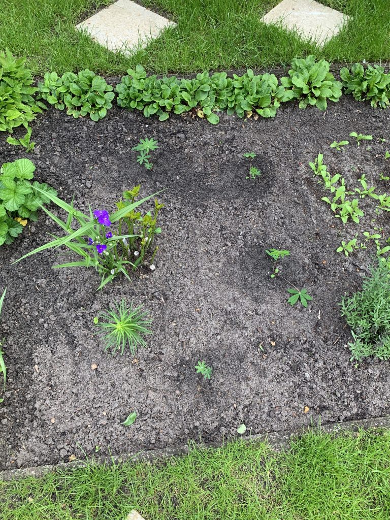 Ständig kahle Stellen in den Sommermonaten wurden durch Lupinen gefüllt