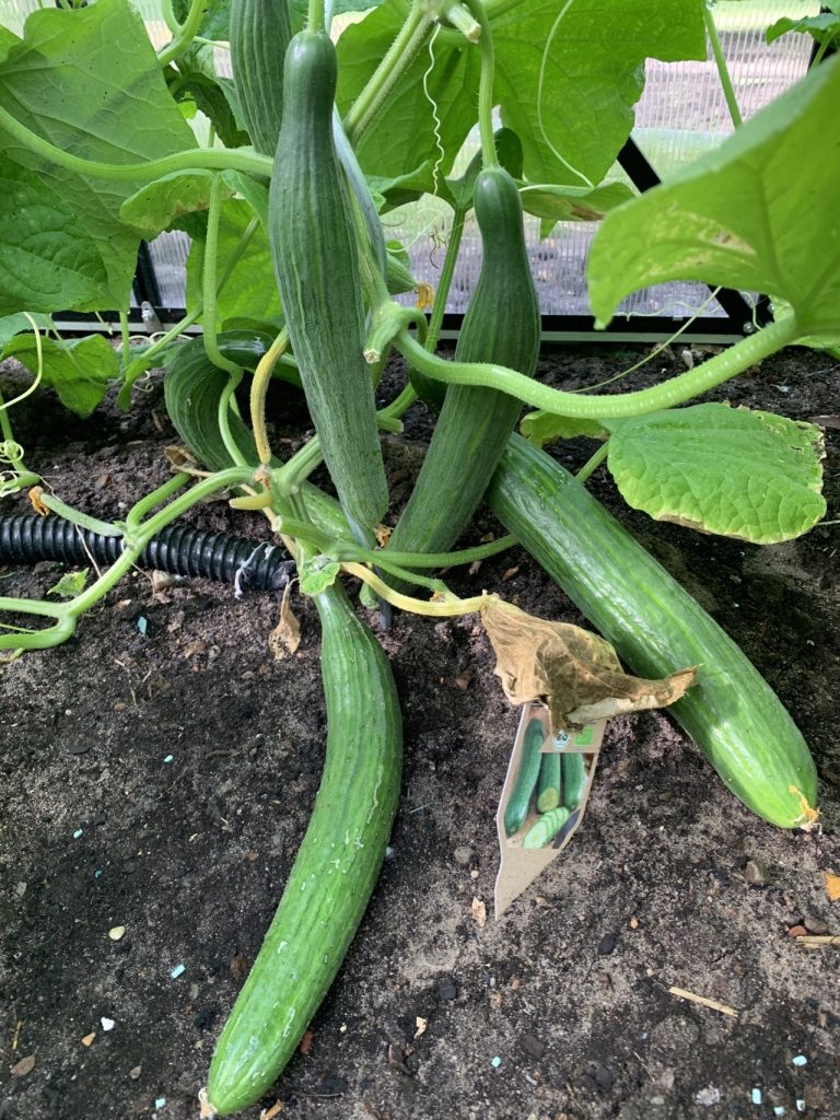 Die ersten Schlangengurken sind erntereif