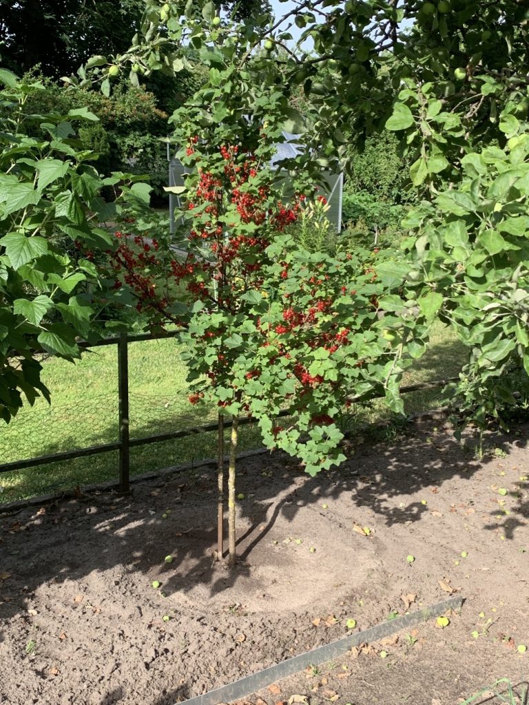 Tragender (roter) Johannisbeerstrauch