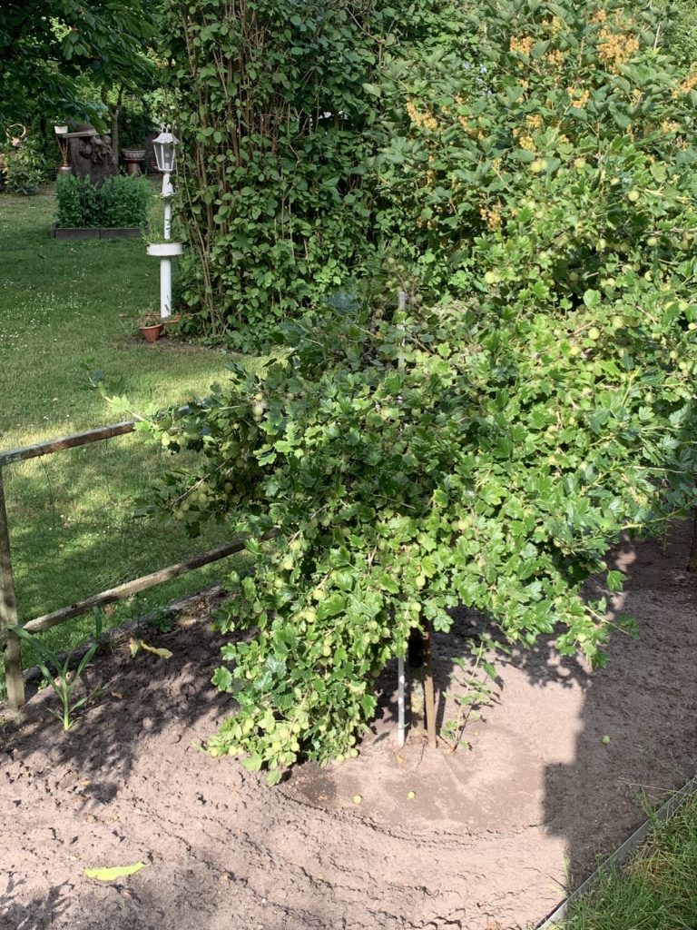 In der Mitte auseinander gebrochener Stachelbeerstrauch