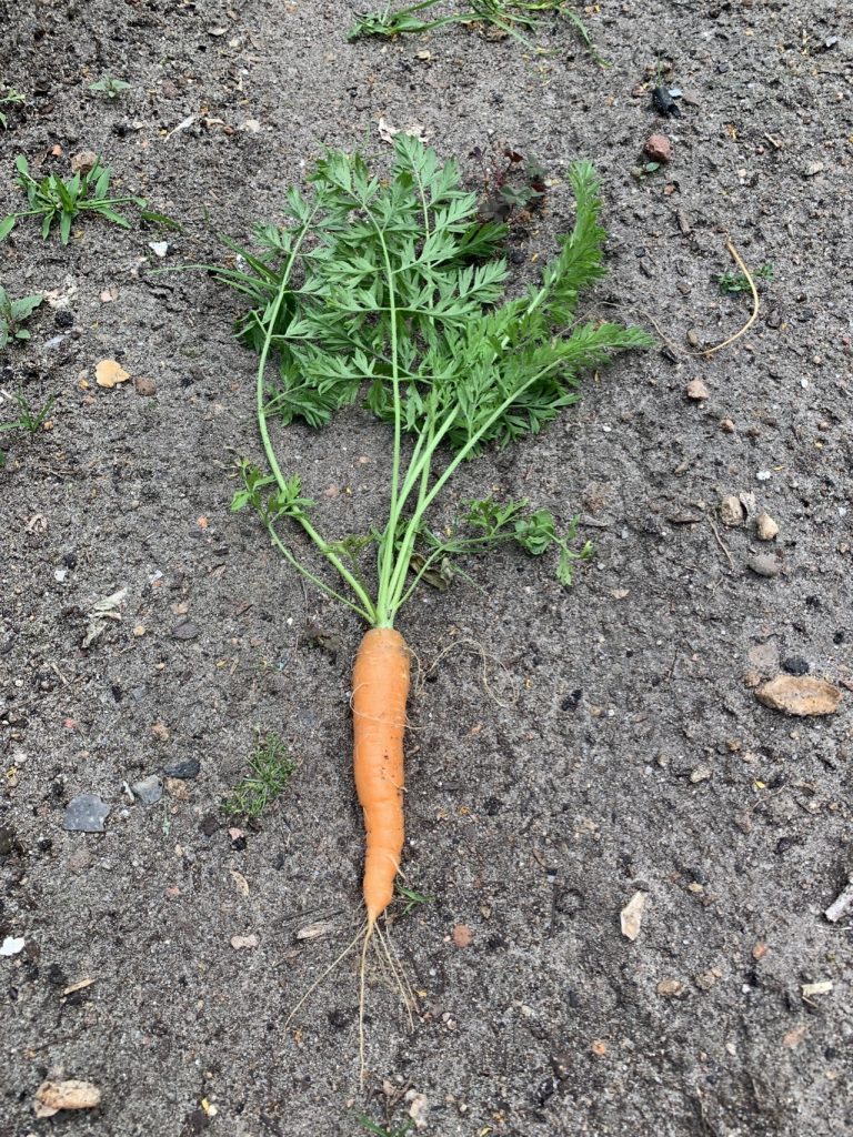Erste „auf gut Glück“ geerntete Möhre am 19.6.