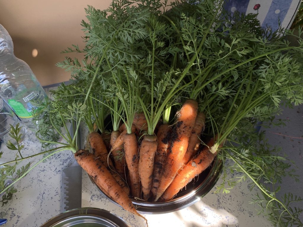 Jede Möhre war einzigartig - und nicht von irgendwelchen Larven zerfressen