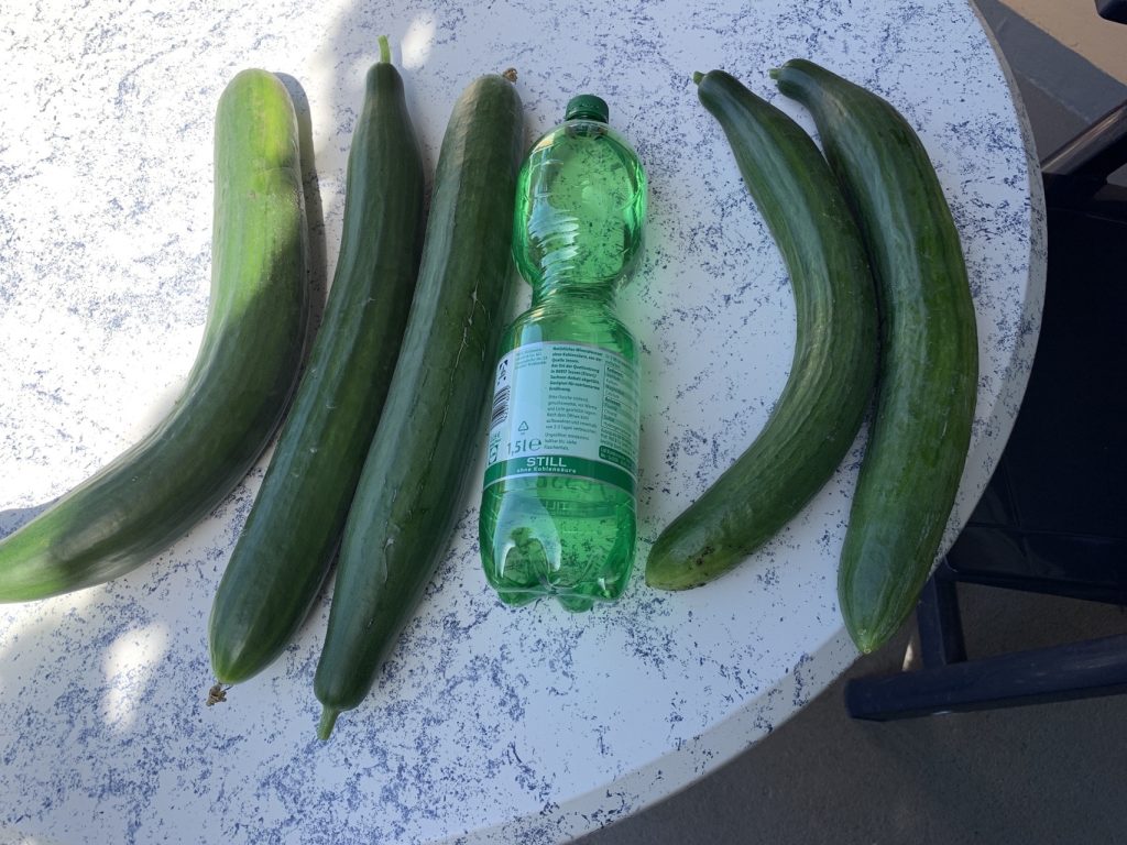 Die Gurken erreichen bei guter Pflege enorme Ausmaße